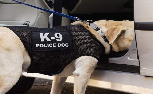 为何都说金毛不可以当警犬?回答你很有可能出乎意料