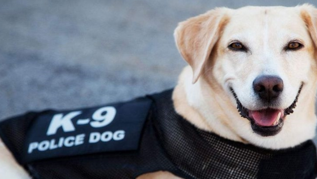 为何都说金毛不可以当警犬?回答你很有可能出乎意料