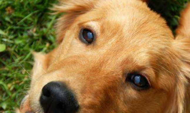 为何都说金毛不可以当警犬？回答你很有可能出乎意料