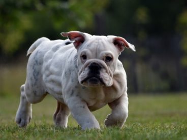 家养斗牛犬图片