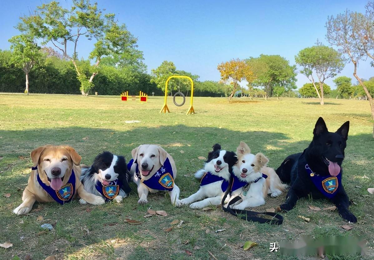 搜救犬突患大病，需捐血和手术费，消息发出后竟一天就凑够
