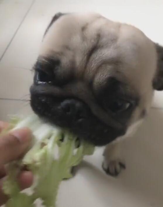 狗狗把青菜当饭后水果，吃饱饭以后，务必要吃颗大白菜！