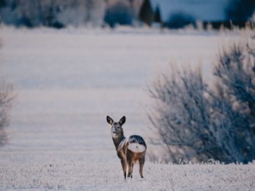 冬季雪草地小狗图片