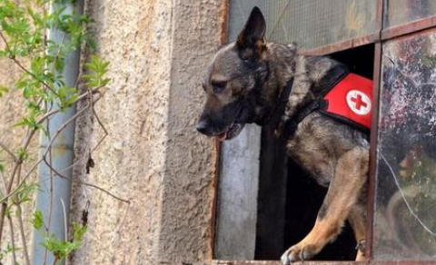 被寄养的搜救犬，连开两道锁成功“越狱”，终被好心人送回
