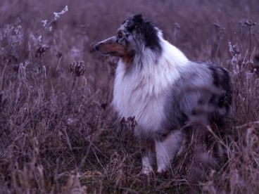 原野牧羊犬黑白图片