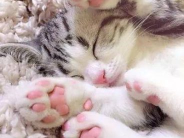 从来没有见过这么诱惑的猫脚，下一秒就想吃掉….小猫的肉垫肉肉的萌萌的，一般人都会有忍不住想摸的冲动，但是，这可不是什么人都可以摸的。