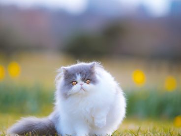 可爱呆萌波斯猫户外运动摄影图片