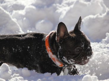 雪地里法国斗牛犬图片