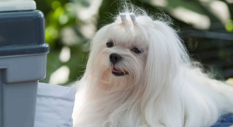 五种长寿的品种狗:小型犬更容易活得久,智商低的它排第一名