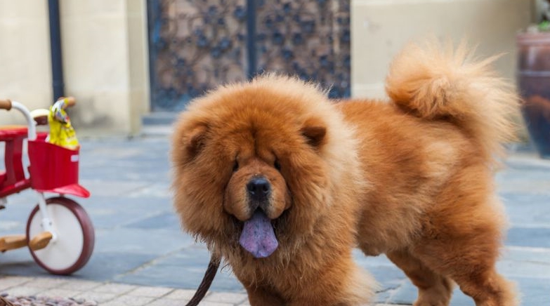 五种长寿的品种狗:小型犬更容易活得久,智商低的它排第一名