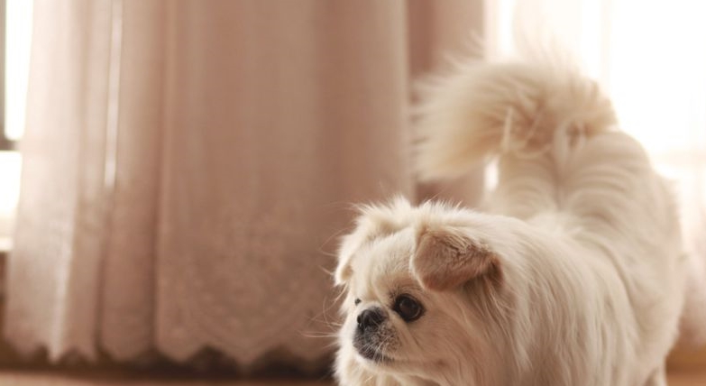 五种长寿的品种狗:小型犬更容易活得久,智商低的它排第一名