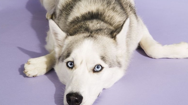 五种长寿的品种狗:小型犬更容易活得久,智商低的它排第一名