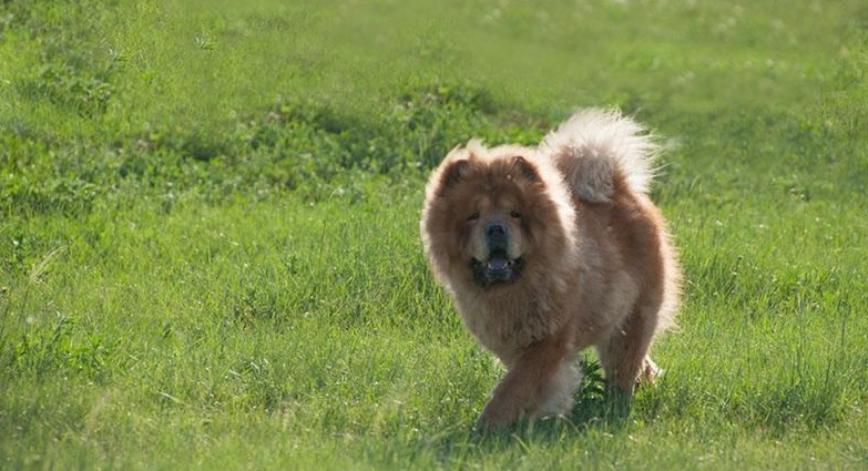 五种长寿的品种狗：小型犬更容易活得久，智商低的它排第一名