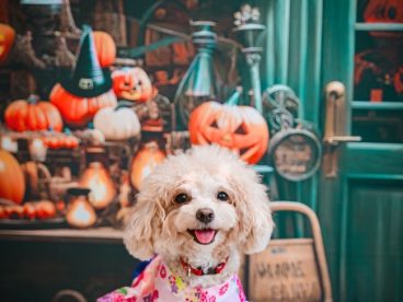万圣节可爱贵宾犬萌宠写真图片