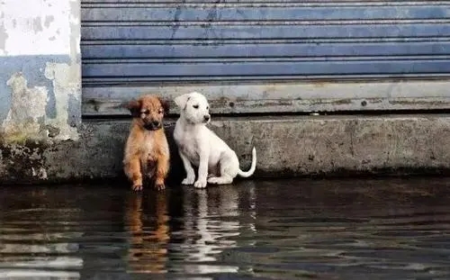 流浪猫有家可归吗 | 让流浪猫狗有“家”可归