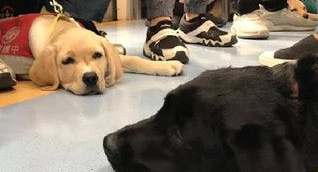 搭乘火车巧遇萌拉拉军团 网友赞：工作犬真伟大