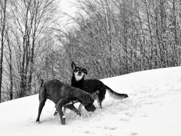 雪地上两只大丹犬图片