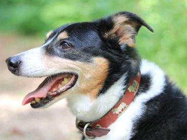 高清边境牧羊犬图片