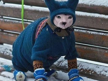 无毛猫的冬天…喵：哎卧槽，为毛要带老子出来…
