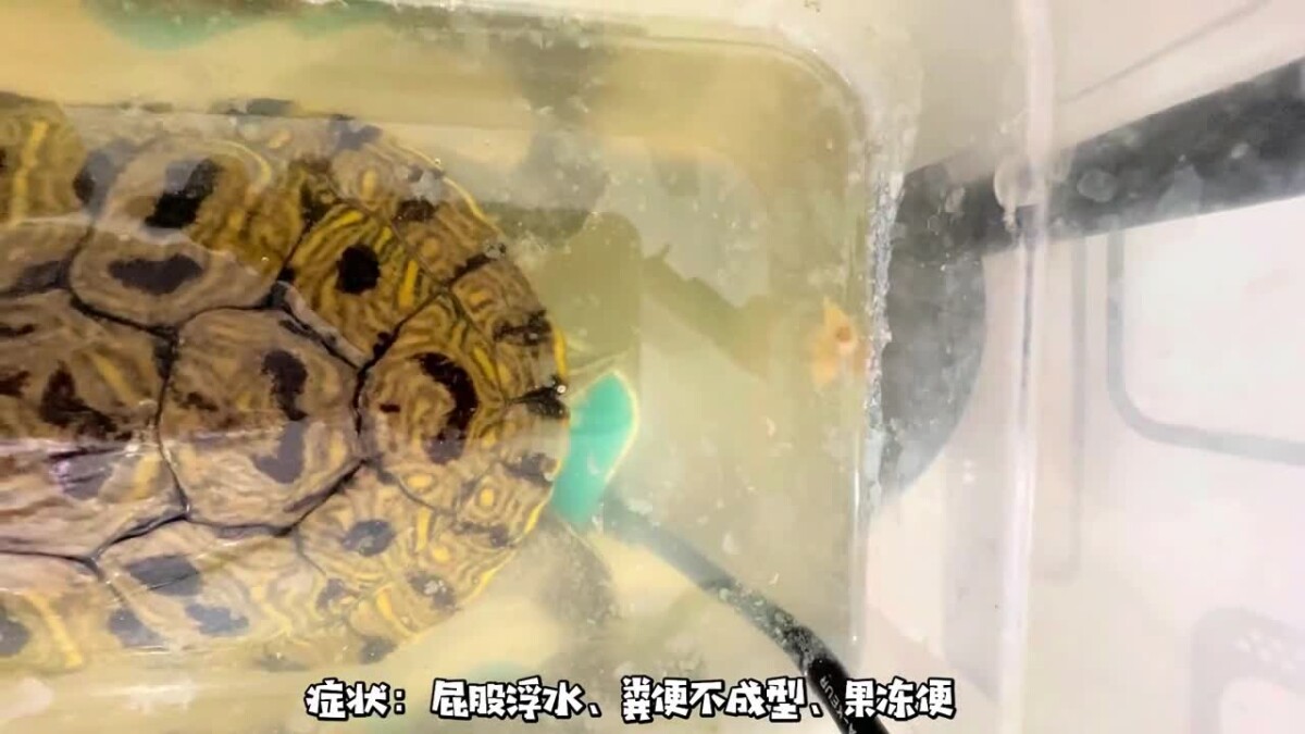 乌龟重度肠炎怎么治疗?看看这位博主的成功经验