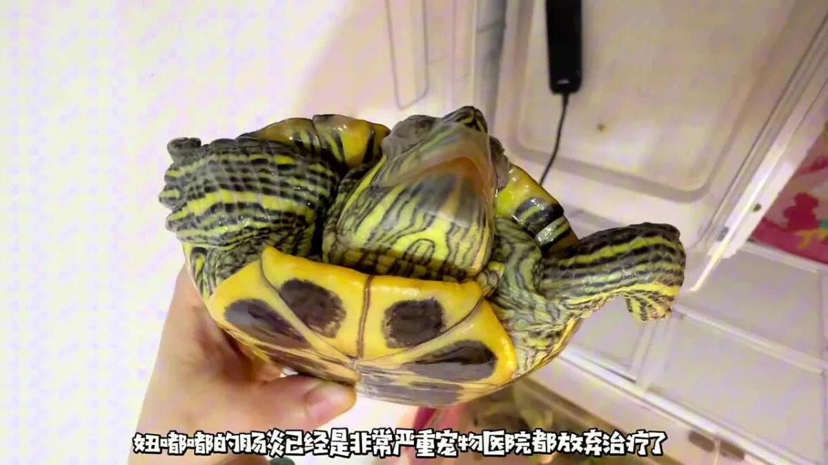 乌龟重度肠炎怎么治疗?看看这位博主的成功经验