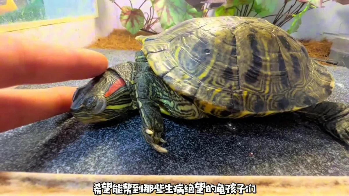 乌龟重度肠炎怎么治疗?看看这位博主的成功经验