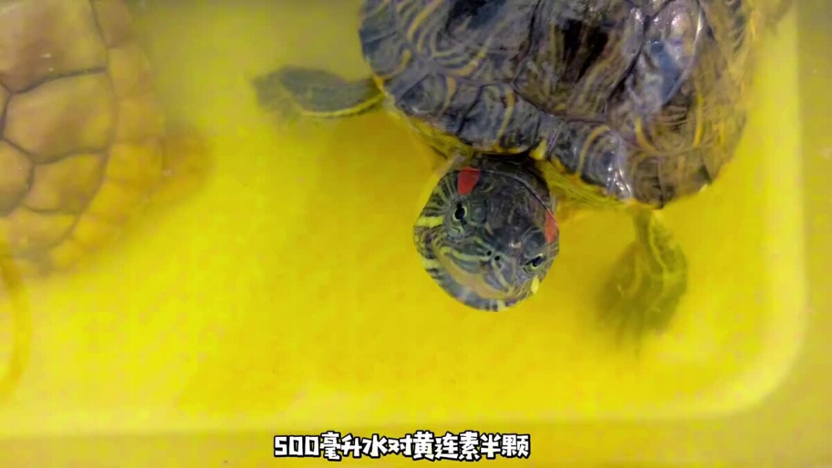 乌龟重度肠炎怎么治疗?看看这位博主的成功经验