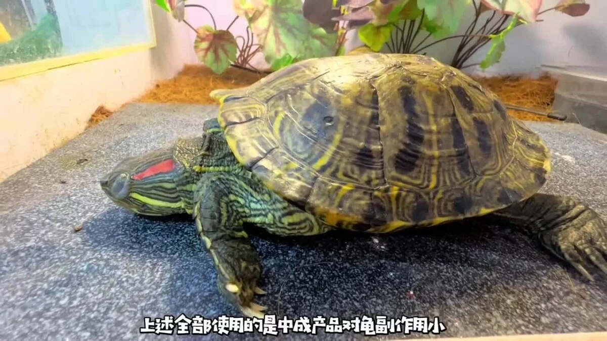 乌龟重度肠炎怎么治疗?看看这位博主的成功经验