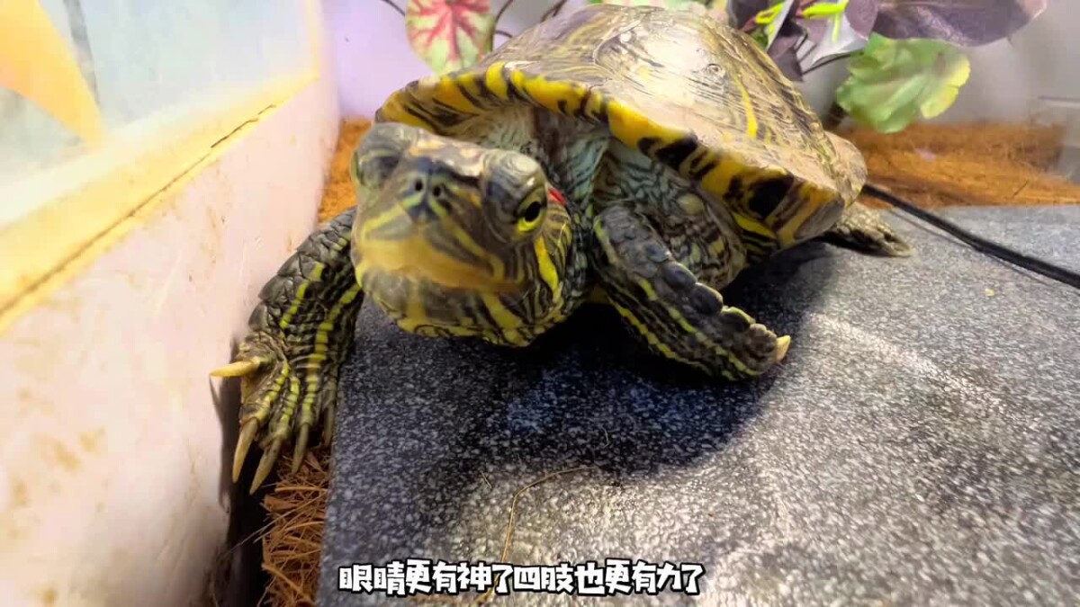 乌龟重度肠炎怎么治疗?看看这位博主的成功经验