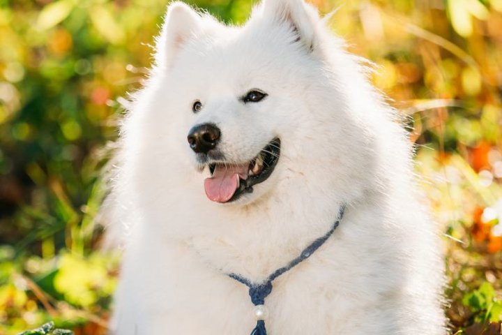 骑士查理王小猎犬：优雅与温顺的完美结合