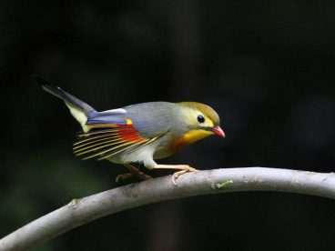 相思鸟、动作活泼
