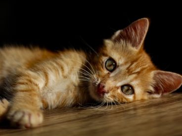呆萌小猫咪家养图片