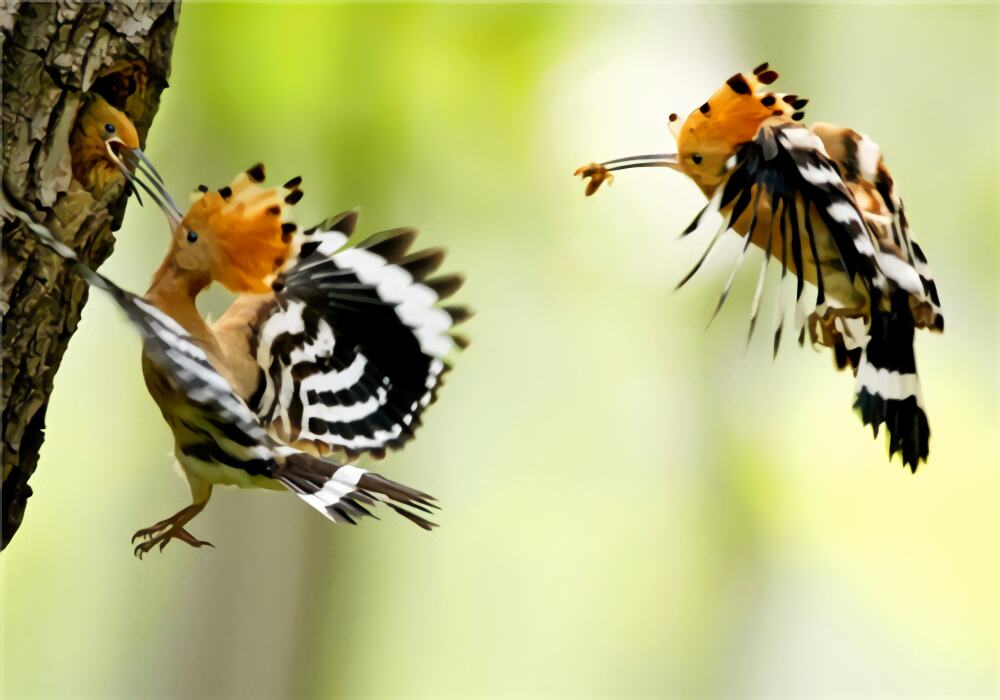 戴胜身份信息