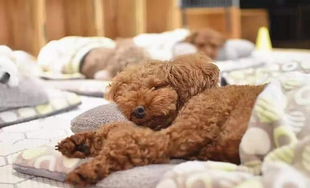 狗狗上学被要求午睡,睡觉场景像幼儿园小朋友一样可爱