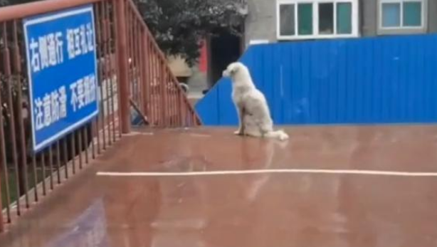 小白狗每天守桥上，等着下面的小黑狗，最后学生被感动相助