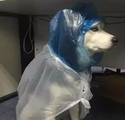 网友给哈士奇穿上自制雨衣，下一秒二哈怀疑狗生了，笑喷！