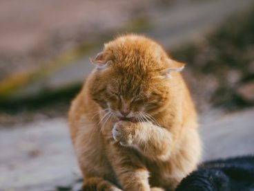 流浪猫舔爪子图片