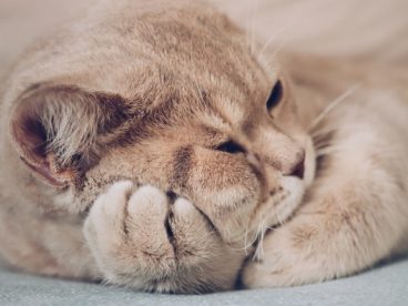 可爱猫咪壁纸图片