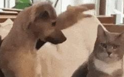 狗狗学主人去撸猫，成果使太大劲把猫都按趴下了，猫：蠢狗走开！
