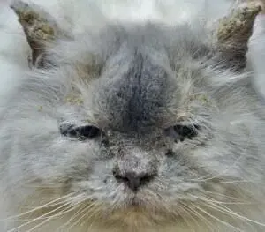 猫咪鼻子干燥、破裂？这些原因和治疗方法你需要知道
