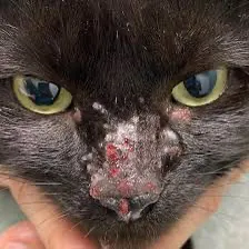 猫咪鼻子干燥、破裂?这些原因和治疗方法你需要知道
