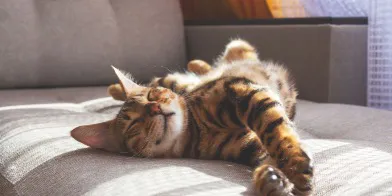 猫咪鼻子干燥、破裂？这些原因和治疗方法你需要知道