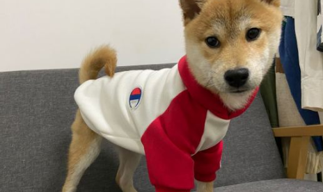 柴犬的睡姿挺“妖媚”，好像个妙龄女子一样，太讨人喜欢了