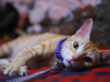 趴在地板上的小花猫图片