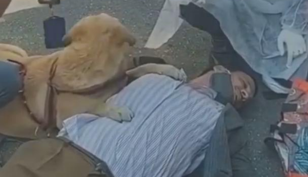 主人晕倒，敬业导盲犬坚持趴着守护，医护人员赶都赶不走！