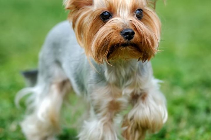 马士提夫犬品种介绍：忠诚与优雅的完美结合