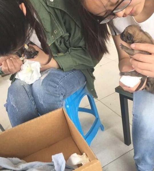 出来遛狗金毛狗狗帮我产生这玩意儿,治好他们,想给他们一个家
