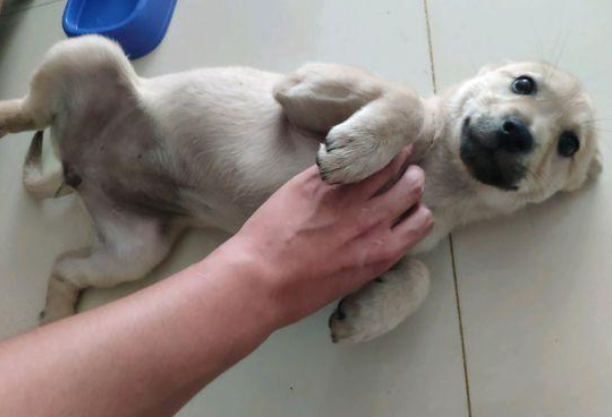流浪犬宁可跳入水中也不肯信赖男孩儿，再度相逢，见到狗狗样子心痛