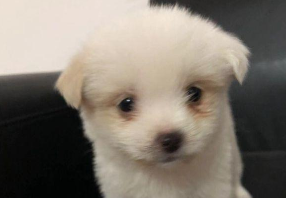 从垃圾堆里扒出去只流浪犬，女生带去宠物用品店后，老总得话令人寒心