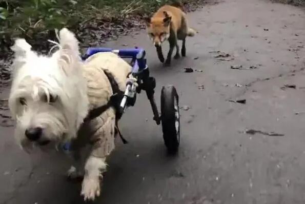 狗狗不管去哪儿，身后总有一只狐狸跟随…画面背后的故事很童话！